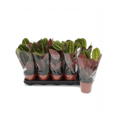 Растение горшечное Маранта/Maranta leuconeura 'Fascinator' 10/tray