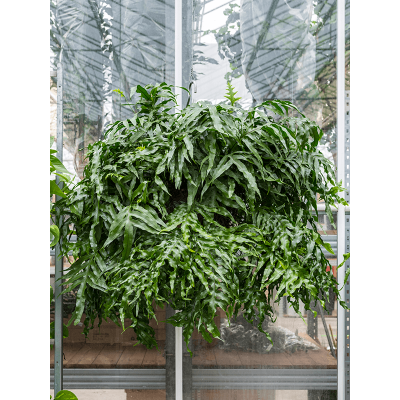 Растение горшечное Микросорум/Microsorum diversifolium xxl