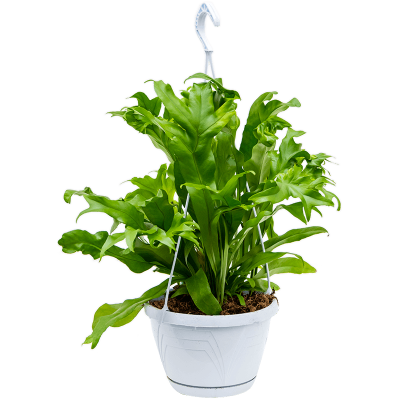 Растение горшечное Микросорум/Microsorum 'Green Flame'