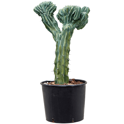 Растение горшечное Миртиллокактус/Myrtillocactus geometrizans 'Cristata'