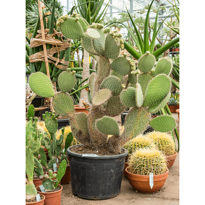 Растение горшечное Опунция/Opuntia discata