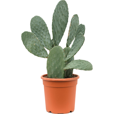 Растение горшечное Опунция/Opuntia indica