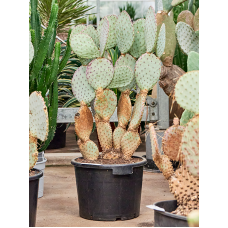 Opuntia santa rita