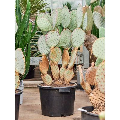 Растение горшечное Опунция/Opuntia santa rita