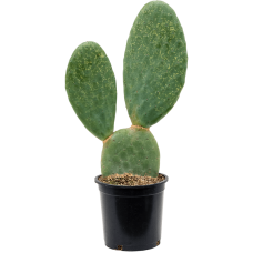 Opuntia titania