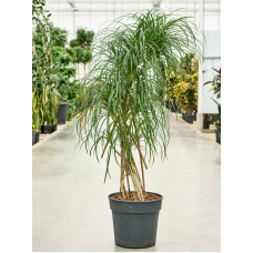 Pandanus stellatus