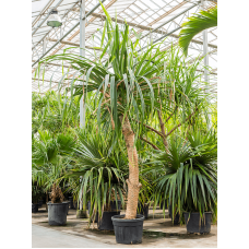 Pandanus utilis