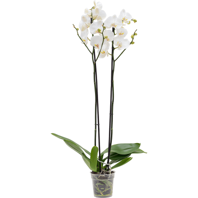 Растение горшечное Фаленопсис/Phalaenopsis 'Silhouette' 6/tray