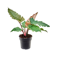 Philodendron 'Caramel'