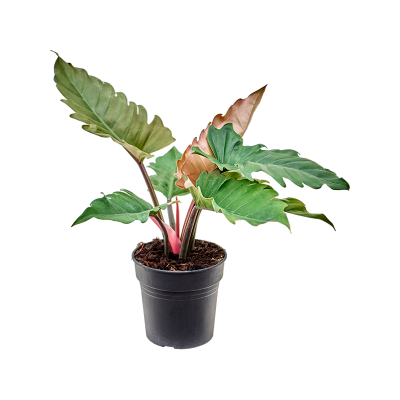 Растение горшечное Филодендрон/Philodendron 'Caramel'