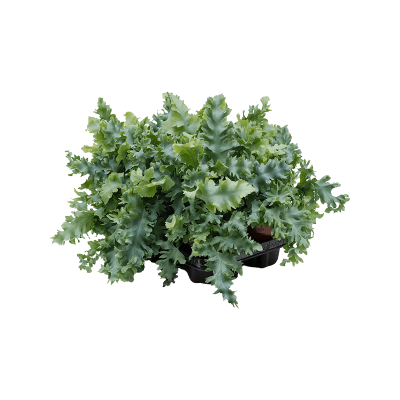 Растение горшечное Флебодиум/Phlebodium aureum 'Davana' 6/tray