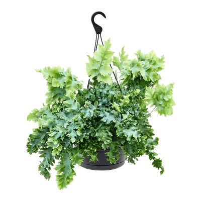 Растение горшечное Флебодиум/Phlebodium aureum 'Davana'