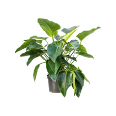 Philodendron 'Green Beauty'