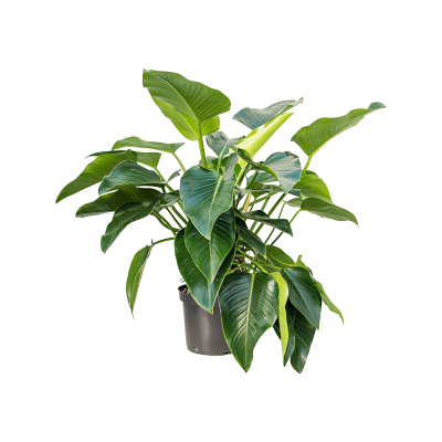 Растение горшечное Филодендрон/Philodendron 'Green Beauty'