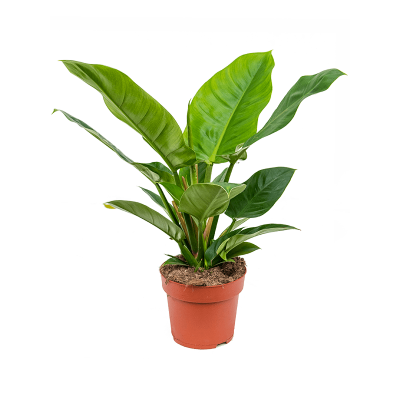 Растение горшечное Филодендрон/Philodendron 'Imperial Green'