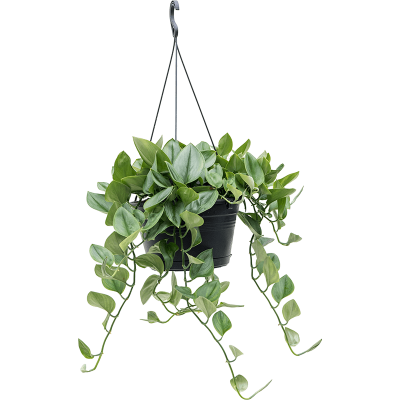 Растение горшечное Филодендрон/Philodendron 'Metal Green'