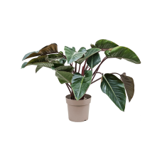 Philodendron 'Red Beauty'