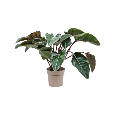 Растение горшечное Филодендрон/Philodendron 'Red Beauty'