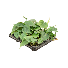 Philodendron scandens 12/tray