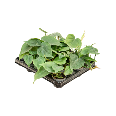 Растение горшечное Филодендрон/Philodendron scandens 12/tray