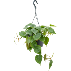 Philodendron scandens