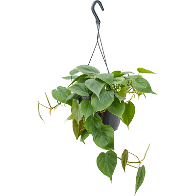 Растение горшечное Филодендрон/Philodendron scandens