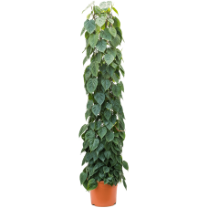 Philodendron scandens