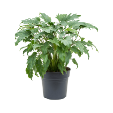 Philodendron xanadu