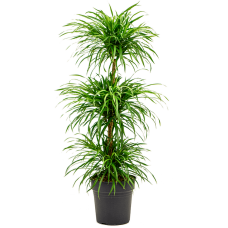 Pleomele (Dracaena) 'Anita'