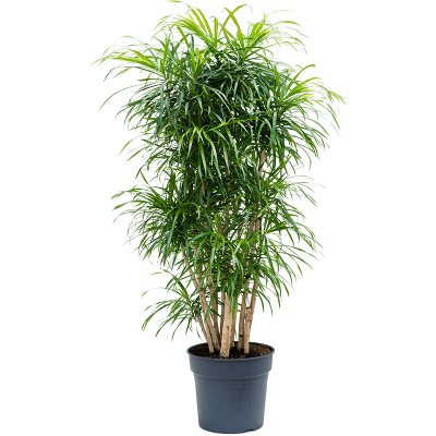 Растение горшечное Плеомеле/Pleomele (Dracaena) 'Anita Variegata'