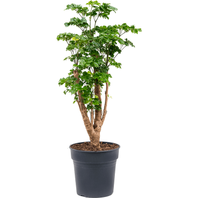 Растение горшечное Аралия/Aralia (Polyscias) 'Roble'