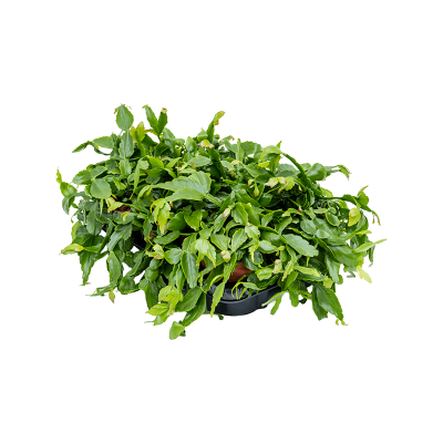 Растение горшечное Рипсалис/Rhipsalis crispata 6/tray