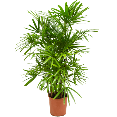 Растение горшечное Рапис/Rhapis excelsa (140-170)