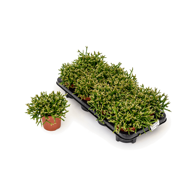 Растение горшечное Рипсалис/Rhipsalis burchellii 8/tray