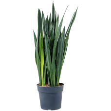 Sansevieria trifasciata 'Black Tiger'