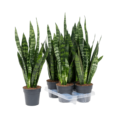 Растение горшечное Сансевиерия/Sansevieria trifasciata 'Black Coral' 4/tray