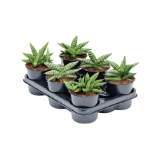 Sansevieria 'Inti' 6/tray