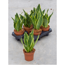 Sansevieria trifasciata 'Futura Superba' 6/tray