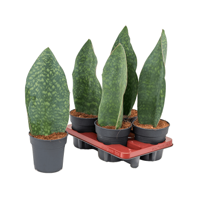 Растение горшечное Сансевиерия/Sansevieria masiona congo 4/tray