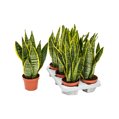 Растение горшечное Сансевиерия/Sansevieria trifasciata 'Laurentii' 6/tray