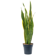 Sansevieria trifasciata 'Laurentii'