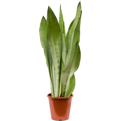 Растение горшечное Сансевиерия/Sansevieria trifasciata 'Moonshine'