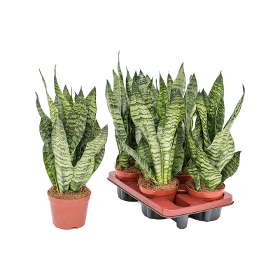 Растение горшечное Сансевиерия/Sansevieria zeylanica 'Compacta' 4/tray