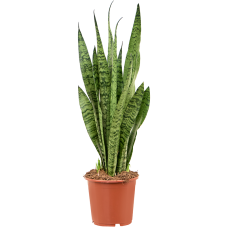 Sansevieria zeylanica