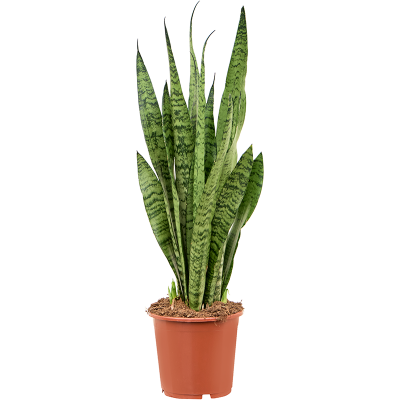 Растение горшечное Сансевиерия/Sansevieria zeylanica