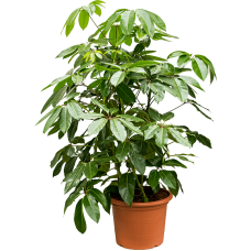 Schefflera actinophylla 'Amate'