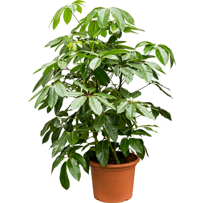 Растение горшечное Шеффлера/Schefflera actinophylla 'Amate'