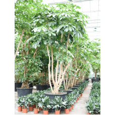 Schefflera actinophylla 'Amate'