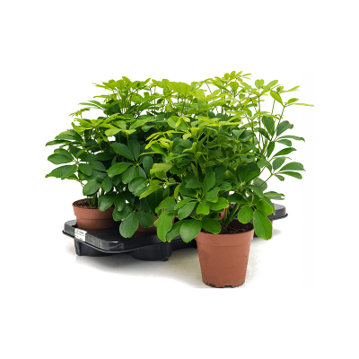 Растение горшечное Шеффлера/Schefflera arboricola 'Nora' 6/tray