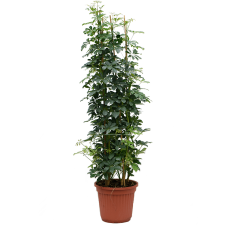 Schefflera arboricola